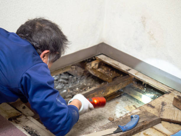 Best Certified Mold Removal  in Mazon, IL
