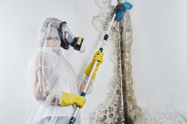 Trusted Mazon, IL Mold Removal Experts