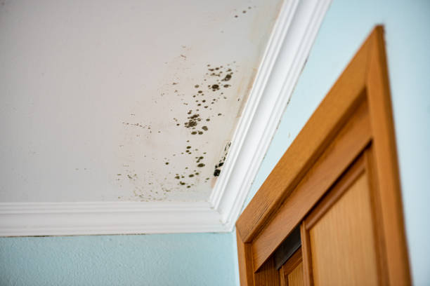 Best Mold Remediation  in Mazon, IL