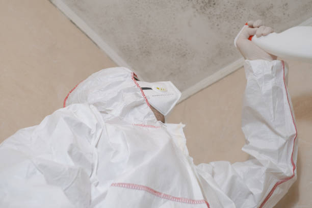 Mold Removal and Inspection in Mazon, IL