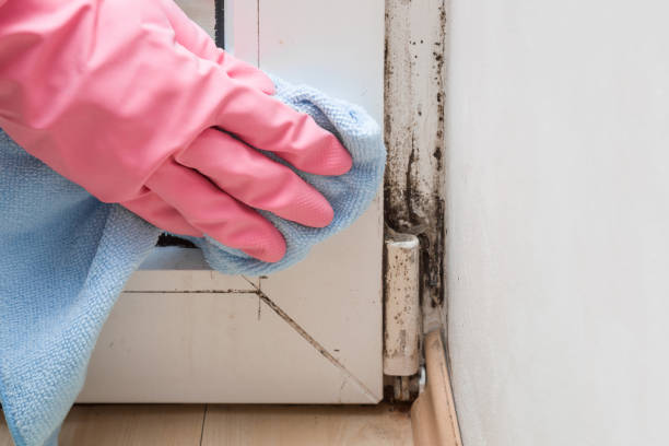 Certified Mold Removal in Mazon, IL