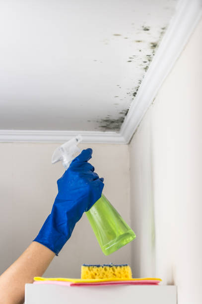 Best Mold Remediation  in Mazon, IL